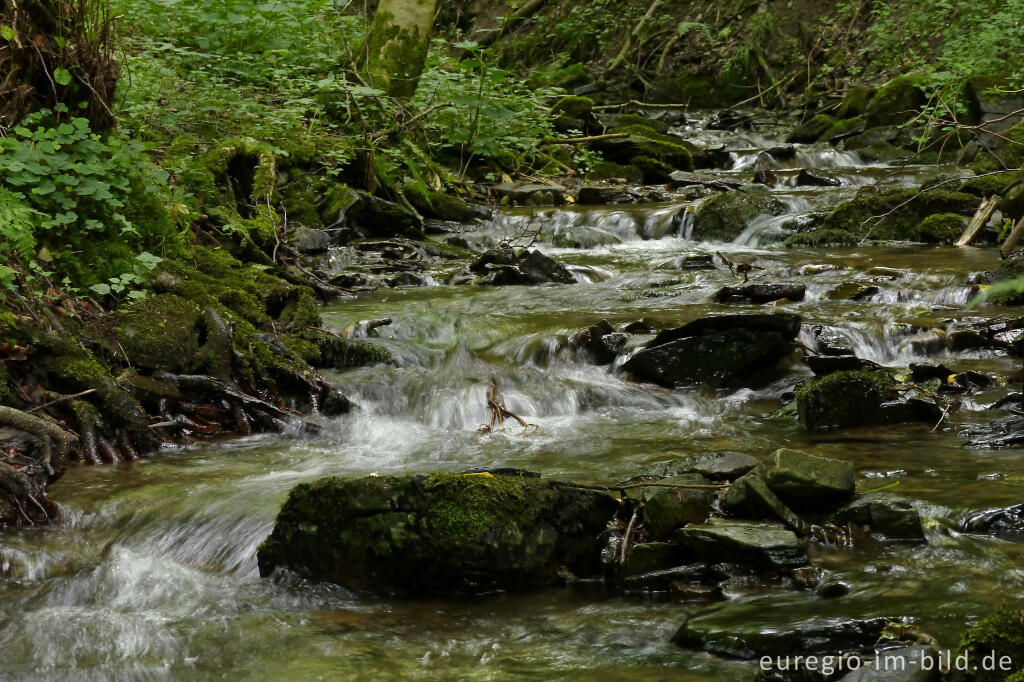 Im mittleren Ourtal zwischen Tintesmühle und Dasburg