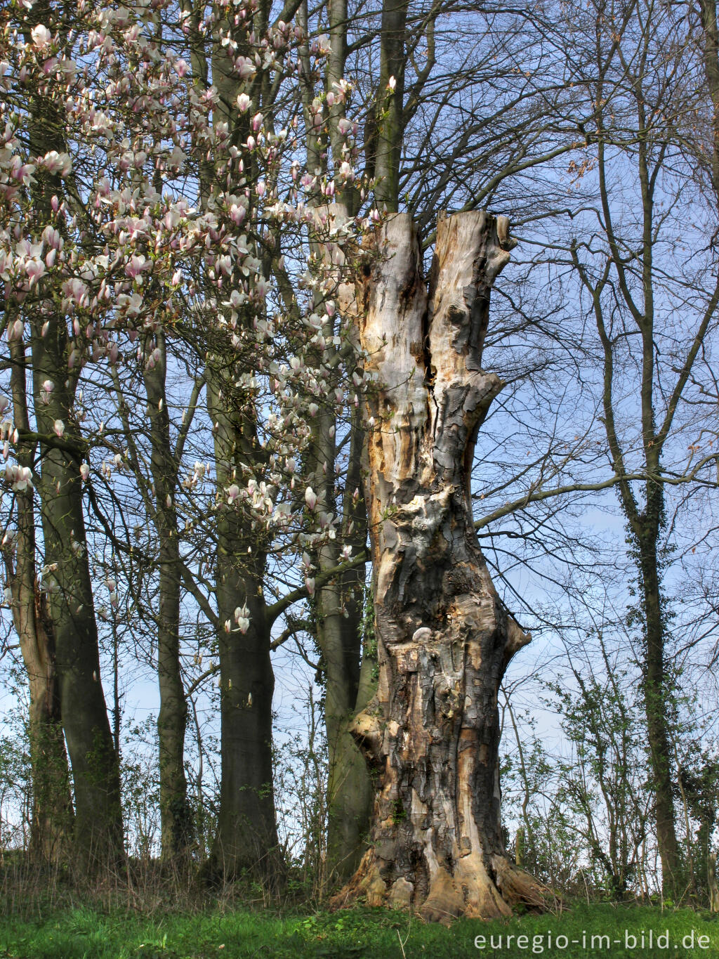 Detailansicht von Im Müschpark bei St. Raphael, Aachen