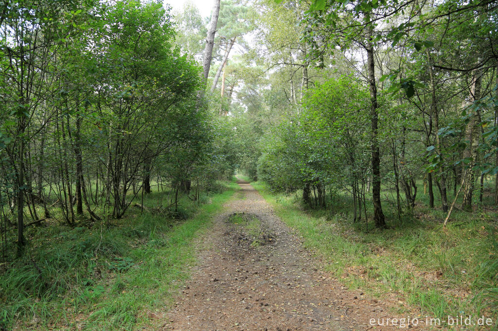 Detailansicht von Im Naturpark "De Meinweg"