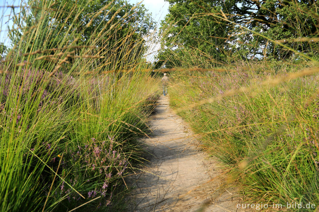 Im Naturpark "De Meinweg"