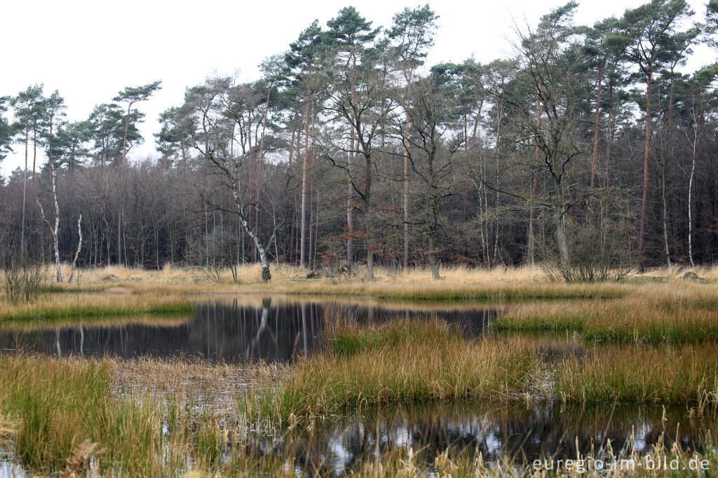 Detailansicht von Im Naturpark "De Meinweg"