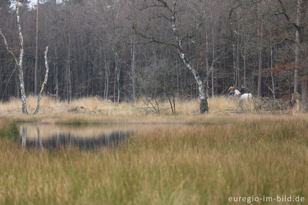 Detailansicht von Im Naturpark "De Meinweg"