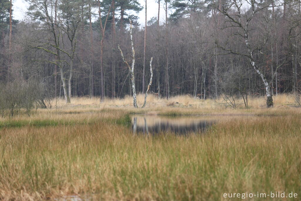 Detailansicht von Im Naturpark "De Meinweg"