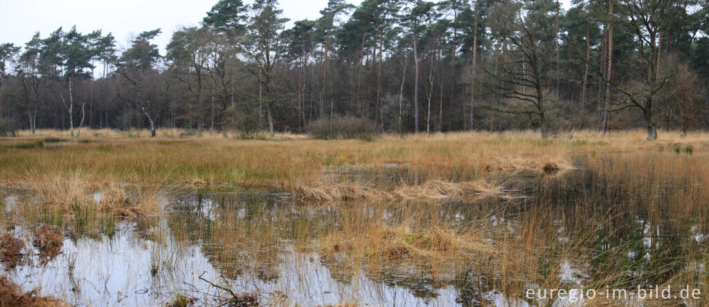 Detailansicht von Im Naturpark "De Meinweg"