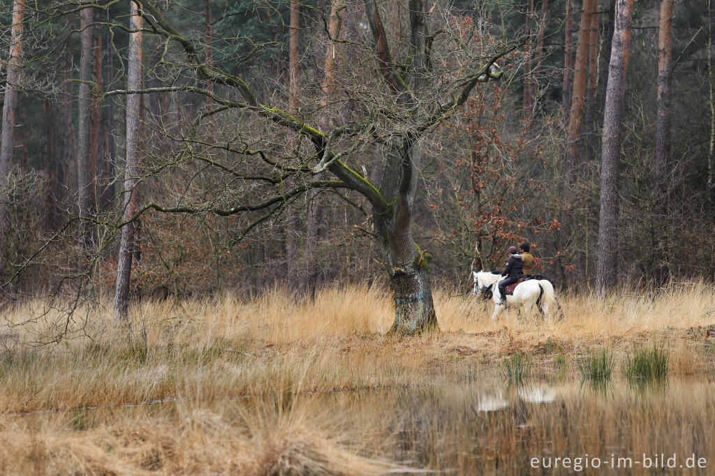 Detailansicht von Im Naturpark "De Meinweg"