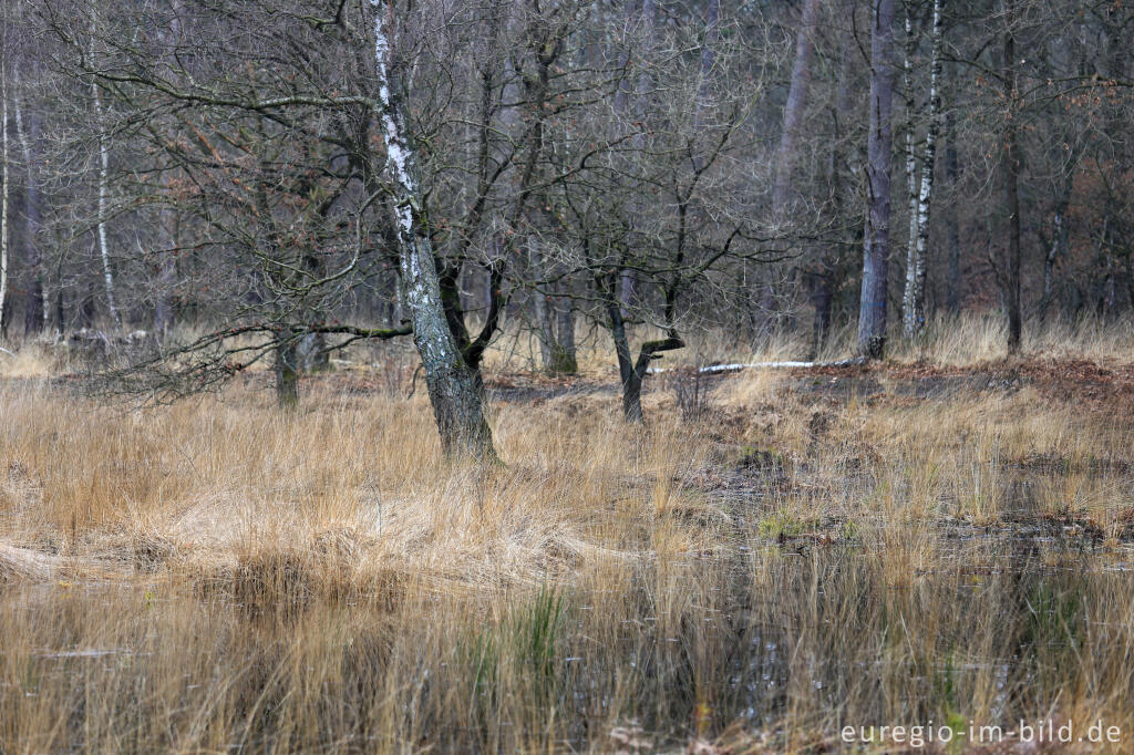 Detailansicht von Im Naturpark "De Meinweg"