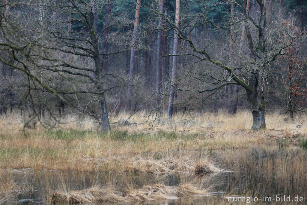 Detailansicht von Im Naturpark "De Meinweg"