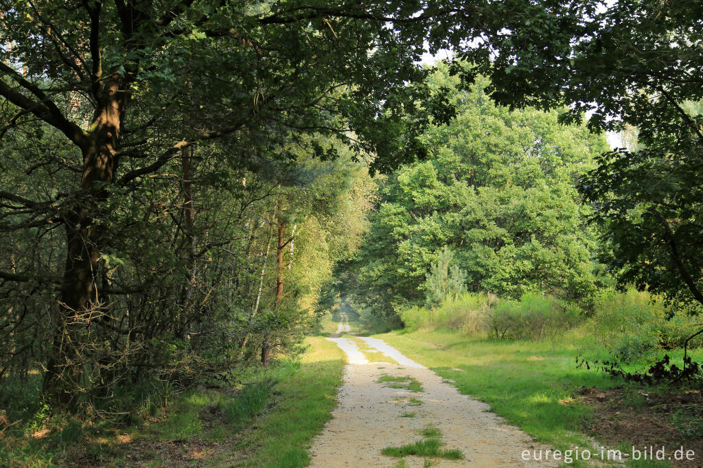 Im Naturpark "De Meinweg"