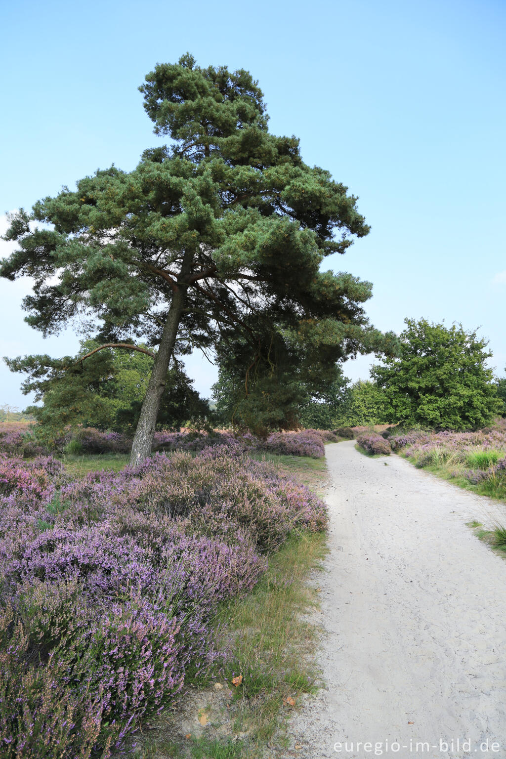 Detailansicht von Im Naturpark "De Meinweg"