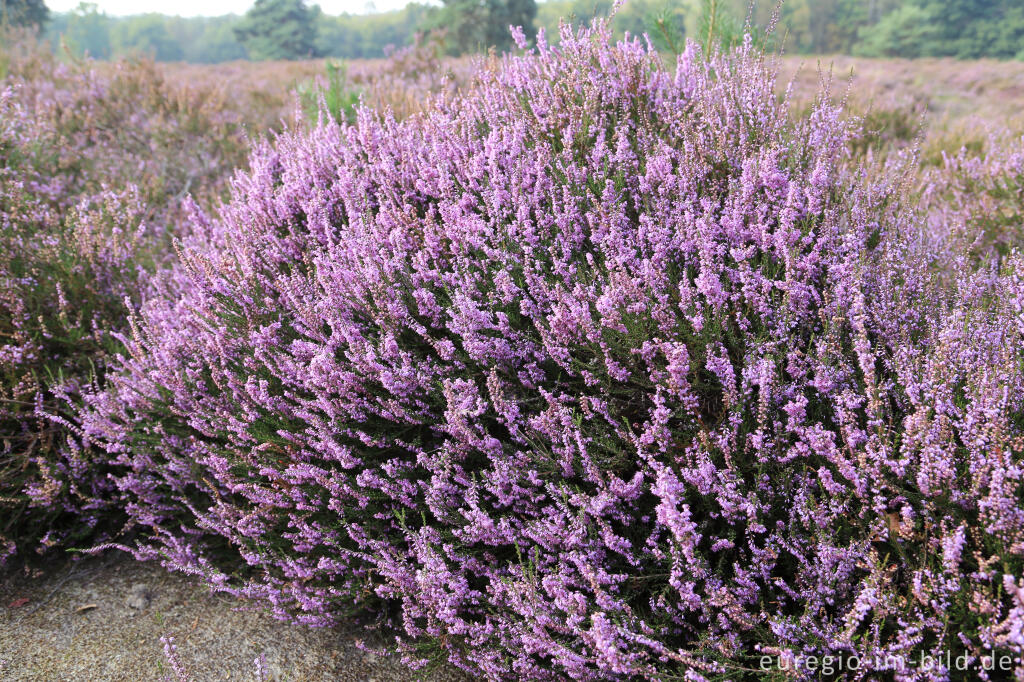 Im Naturpark "De Meinweg"