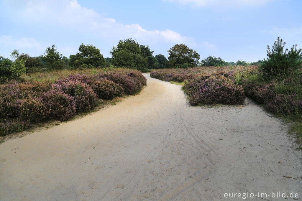 Detailansicht von Im Naturpark "De Meinweg"