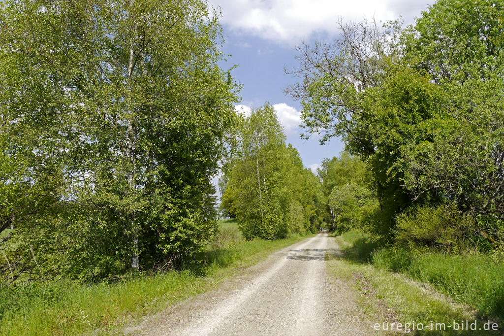 Detailansicht von Im Naturschutzgebiet der Emmels, nördlich von St. Vith