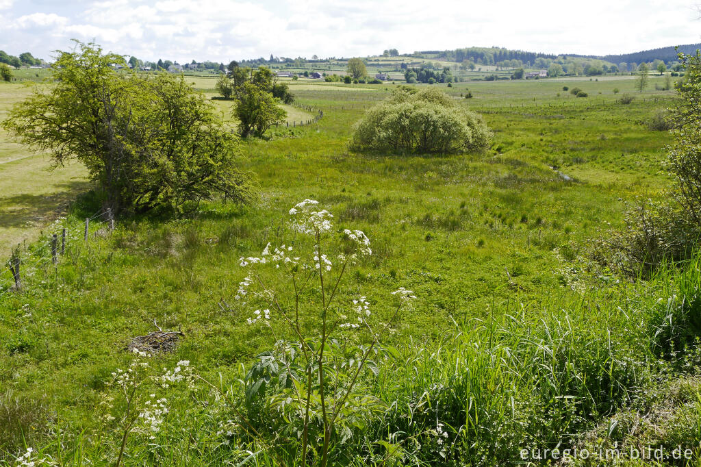 Detailansicht von Im Naturschutzgebiet der Emmels, nördlich von St. Vith