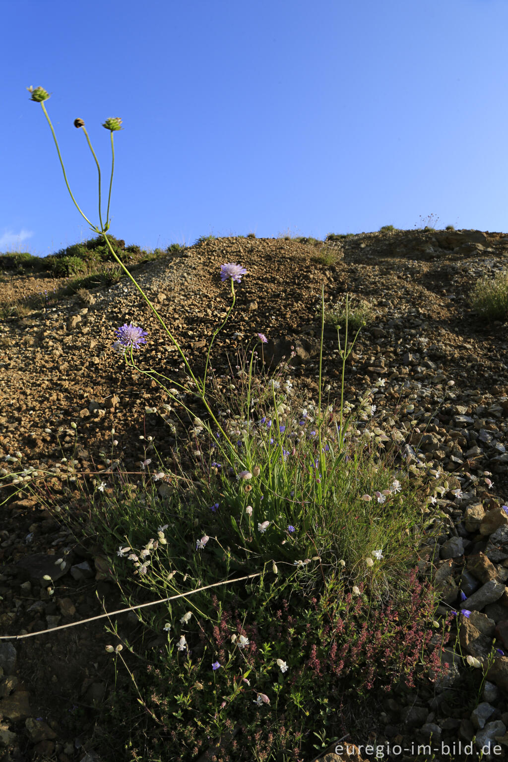 Detailansicht von Im Naturschutzgebiet Schlangenberg, zwischen Breinig und Vicht