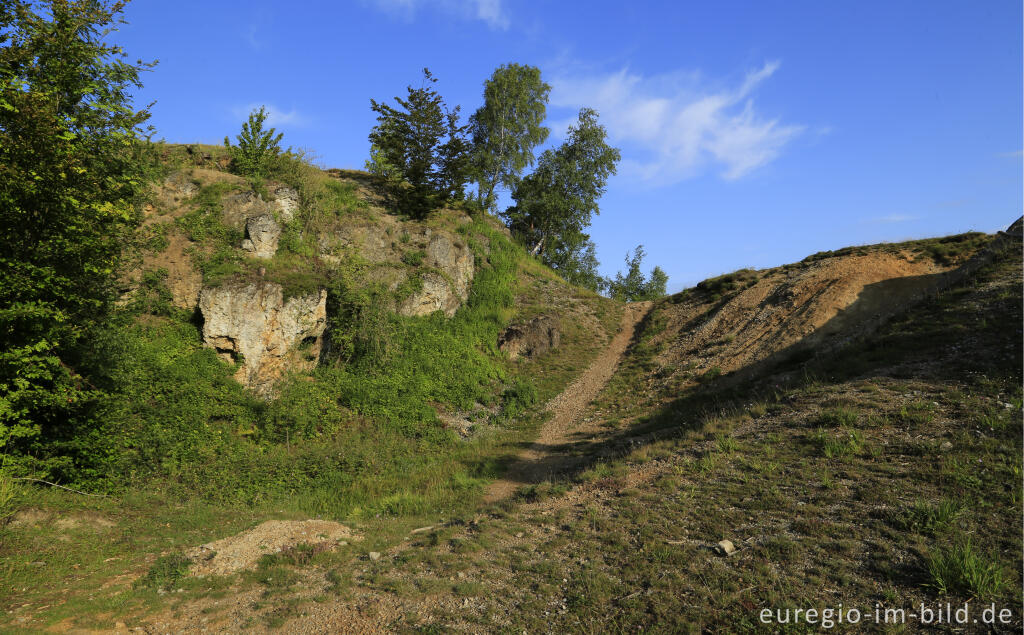 Detailansicht von Im Naturschutzgebiet Schlangenberg, zwischen Breinig und Vicht