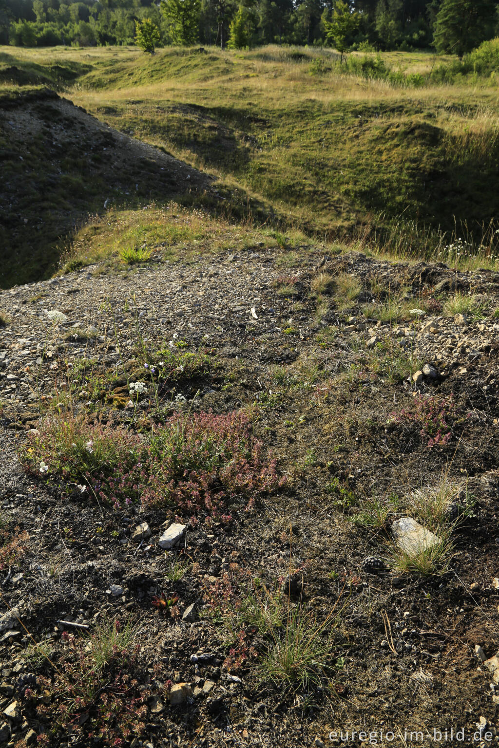 Detailansicht von Im Naturschutzgebiet Schlangenberg, zwischen Breinig und Vicht