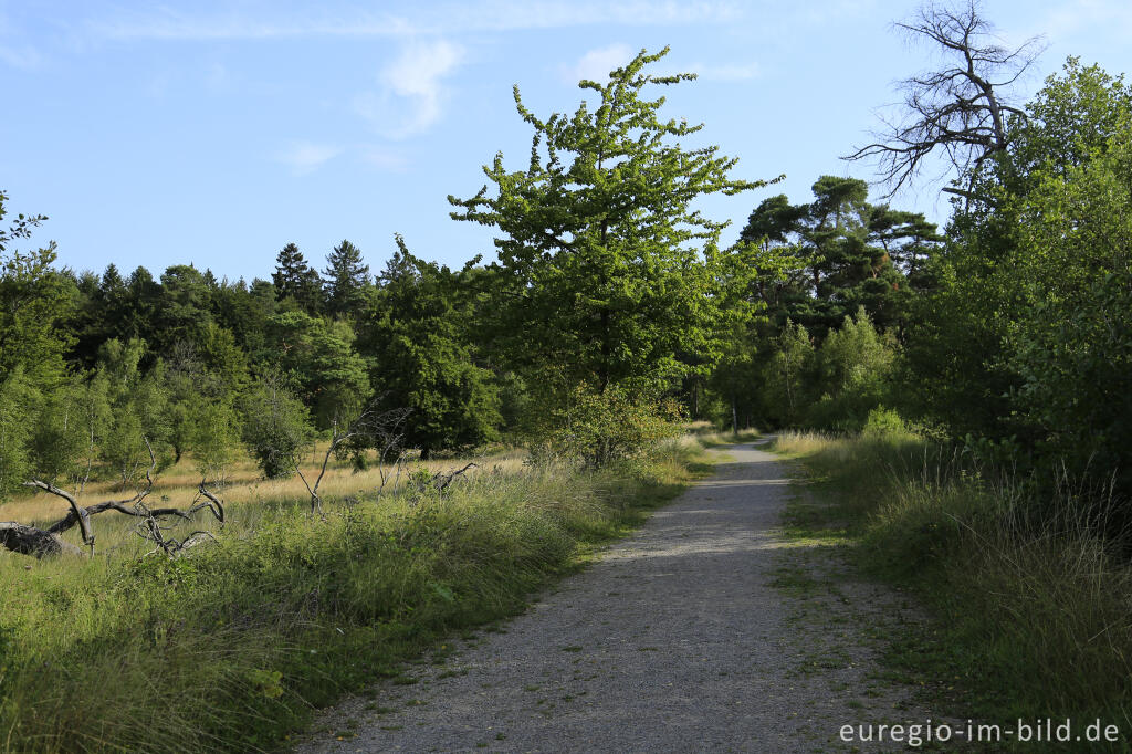 Detailansicht von Im Naturschutzgebiet Schlangenberg, zwischen Breinig und Vicht