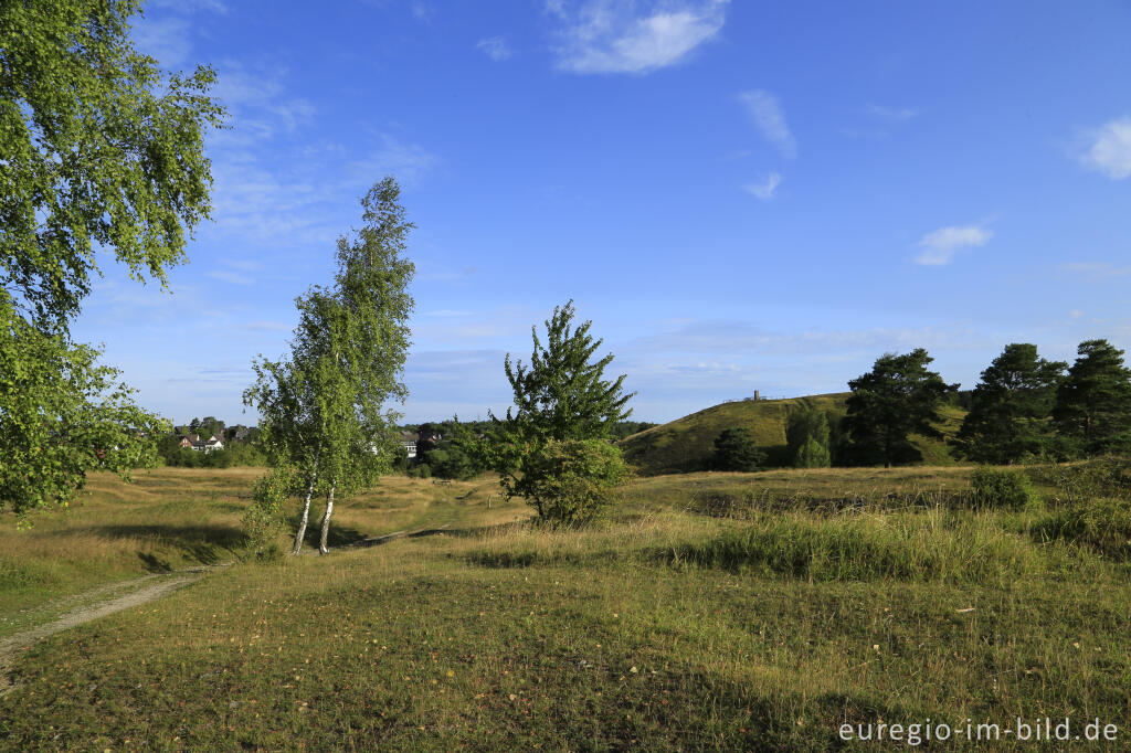 Detailansicht von Im Naturschutzgebiet Schlangenberg, zwischen Breinig und Vicht