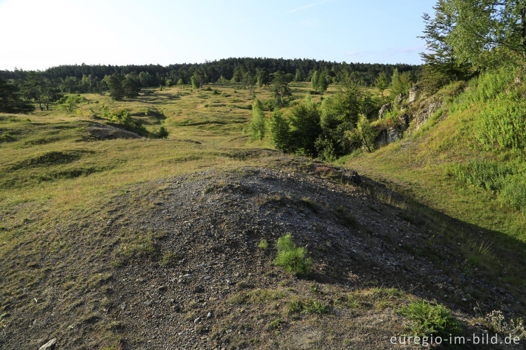 Detailansicht von Im Naturschutzgebiet Schlangenberg, zwischen Breinig und Vicht