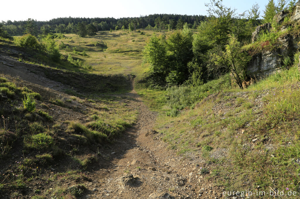 Detailansicht von Im Naturschutzgebiet Schlangenberg, zwischen Breinig und Vicht