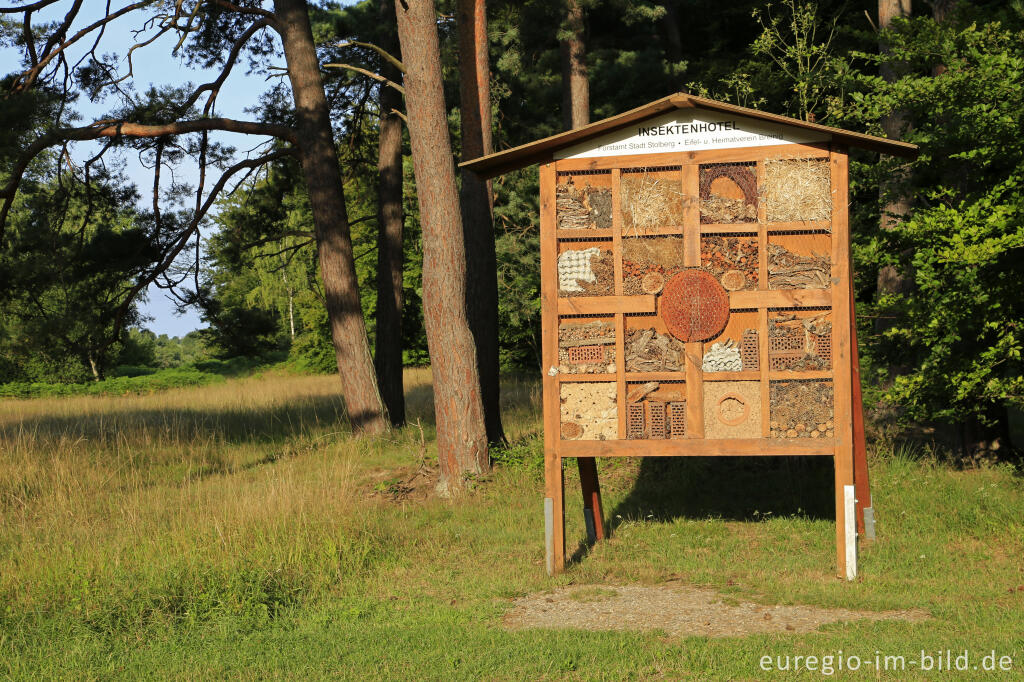 Detailansicht von Im Naturschutzgebiet Schlangenberg, zwischen Breinig und Vicht