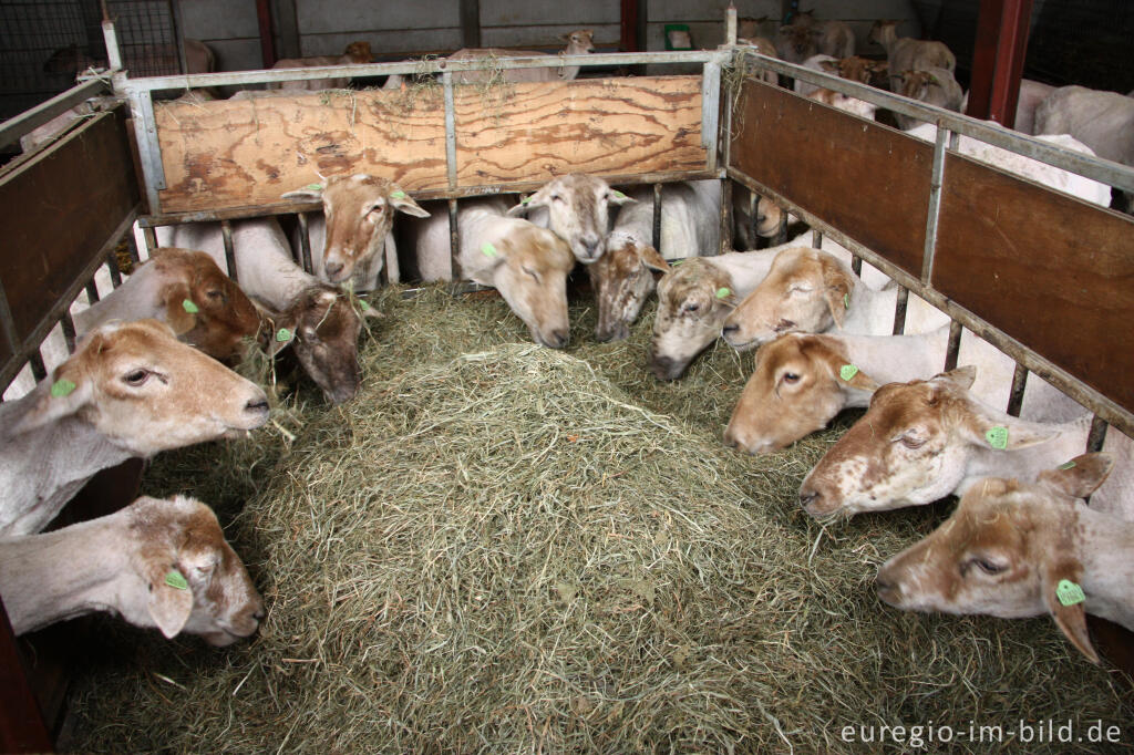 Detailansicht von Im Schafstall der Schäferei "Schaapskooi Mergelland"