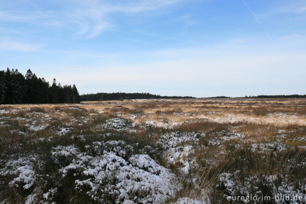 Detailansicht von Im südlichen Teil des Brackvenns