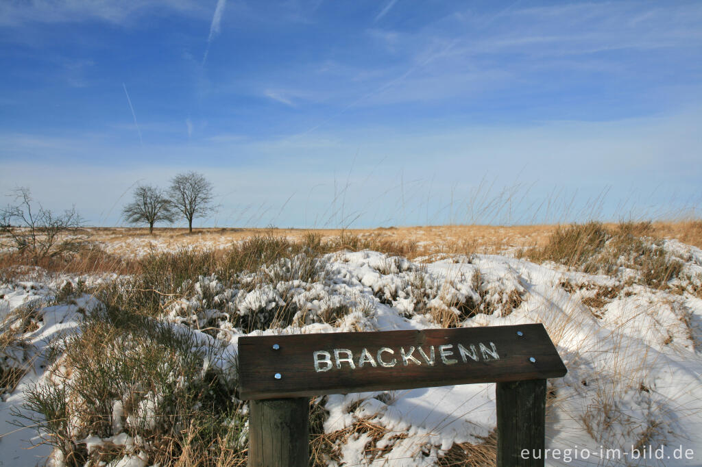 Detailansicht von Im südlichen Teil des Brackvenns