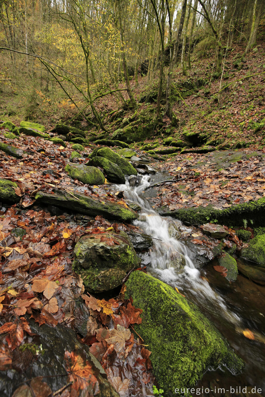 Detailansicht von Im Tal der Warche bei Burg Reinhardstein (Château de Reinhardstein) 