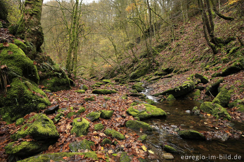 Detailansicht von Im Tal der Warche bei Burg Reinhardstein (Château de Reinhardstein) 