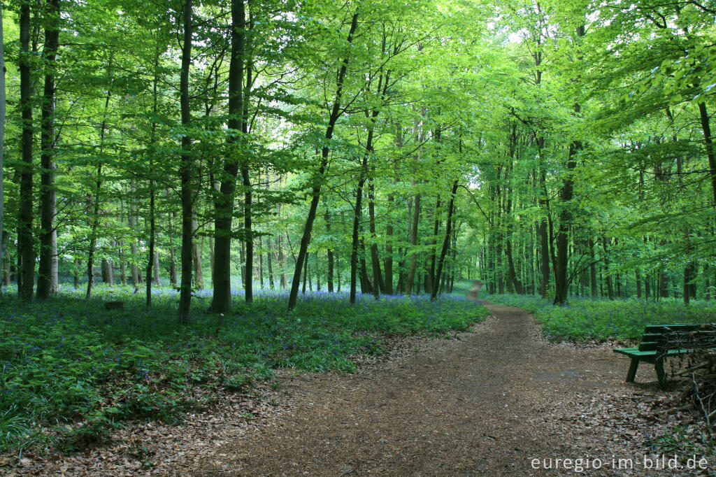 Detailansicht von Im "Wald der blauen Blumen" bei Doveren