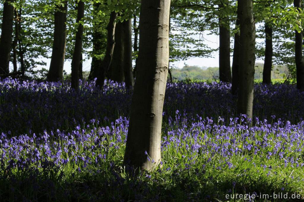 Detailansicht von Im "Wald der blauen Blumen" bei Doveren