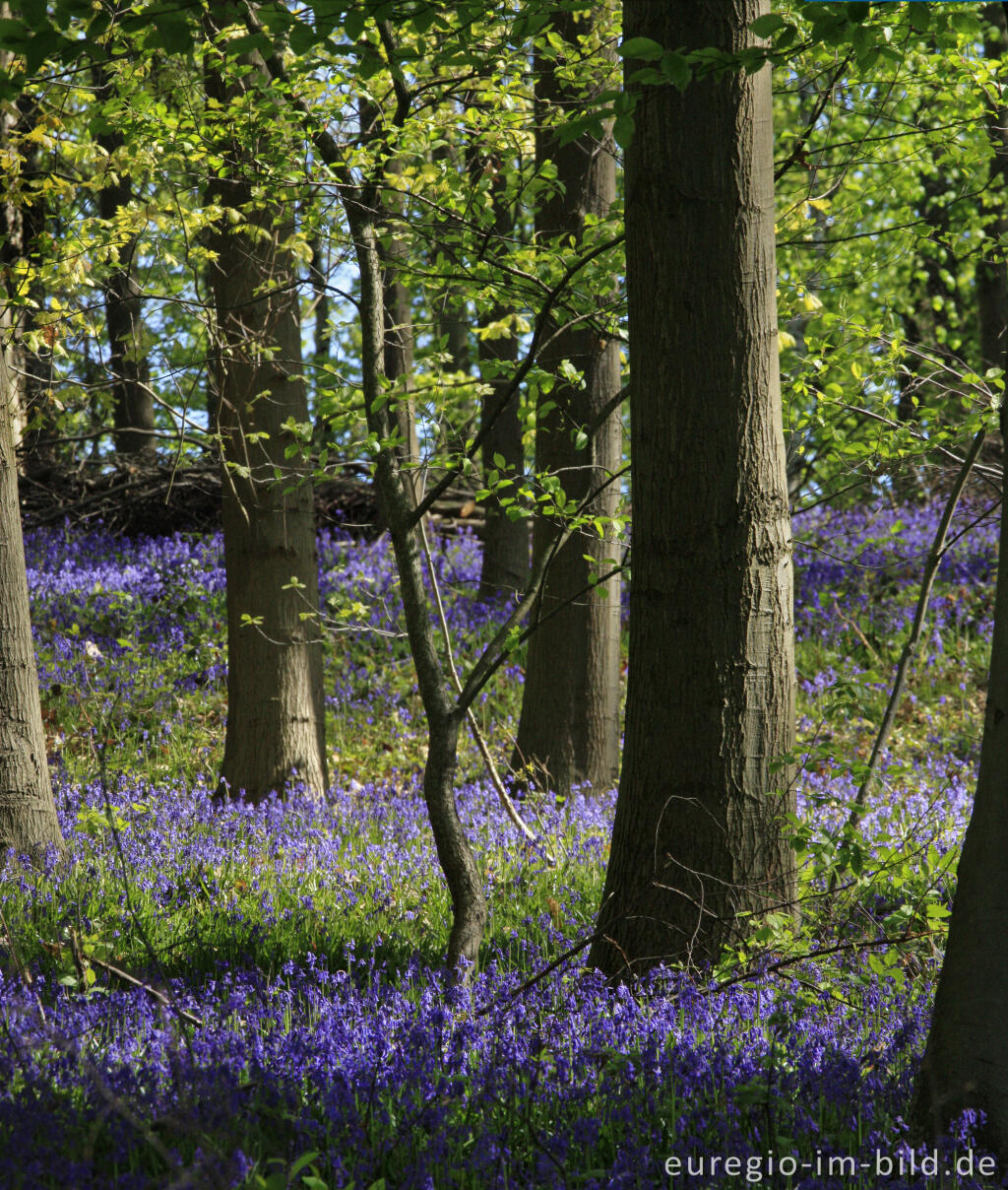 Detailansicht von Im "Wald der blauen Blumen" bei Doveren