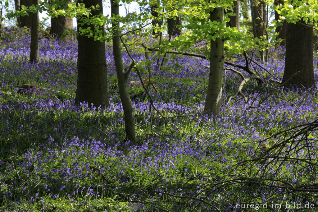 Detailansicht von Im "Wald der blauen Blumen" bei Doveren