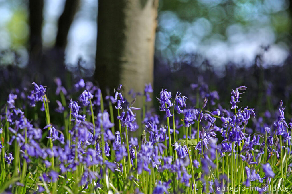 Detailansicht von Im "Wald der blauen Blumen" bei Doveren