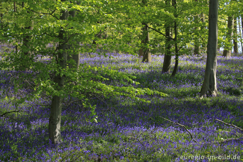 Detailansicht von Im "Wald der blauen Blumen" bei Doveren