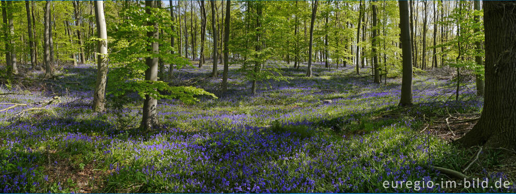 Detailansicht von Im "Wald der blauen Blumen" bei Doveren