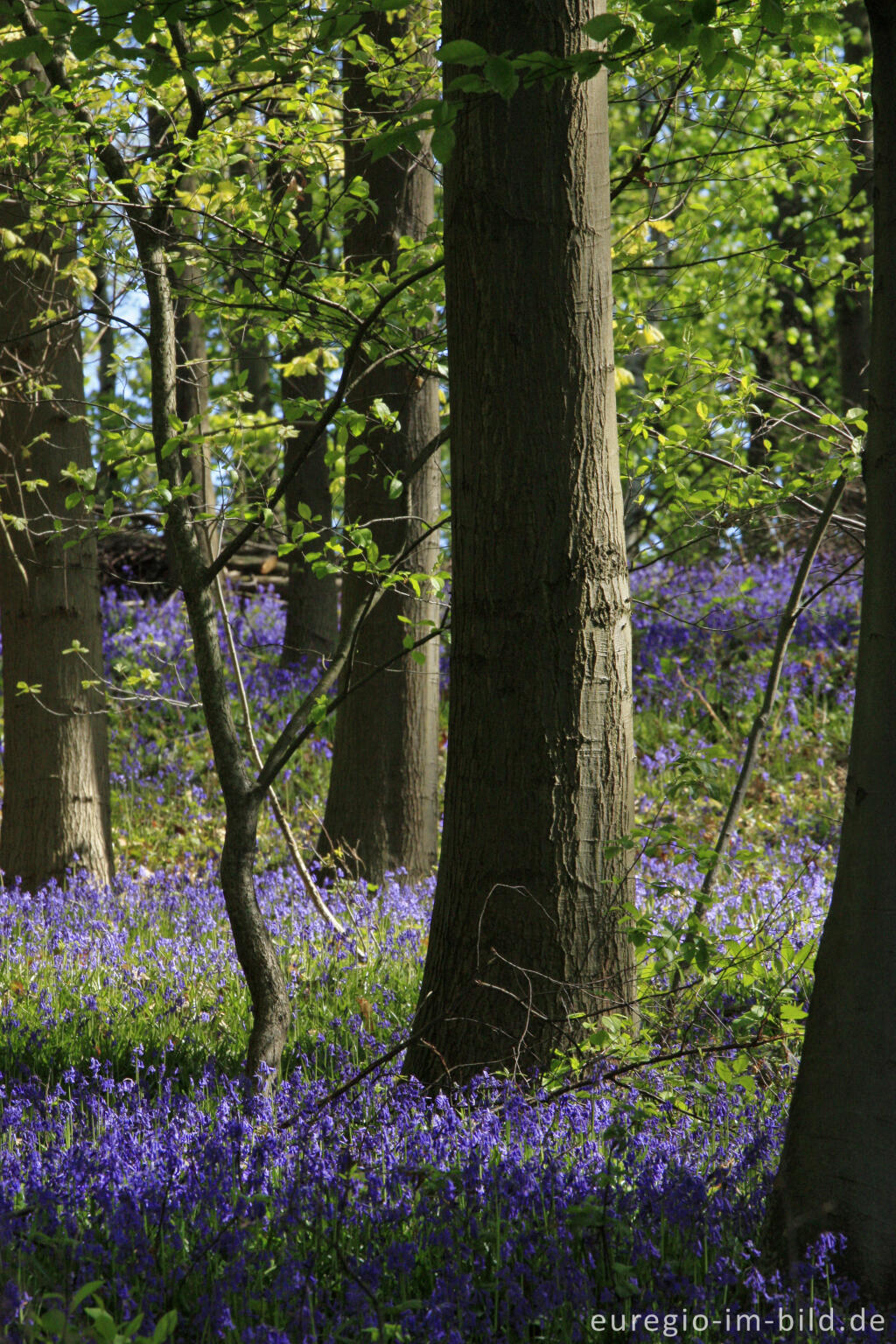 Detailansicht von Im "Wald der blauen Blumen" bei Doveren