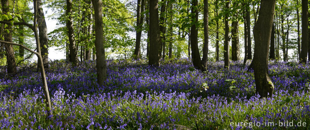 Detailansicht von Im "Wald der blauen Blumen" bei Doveren