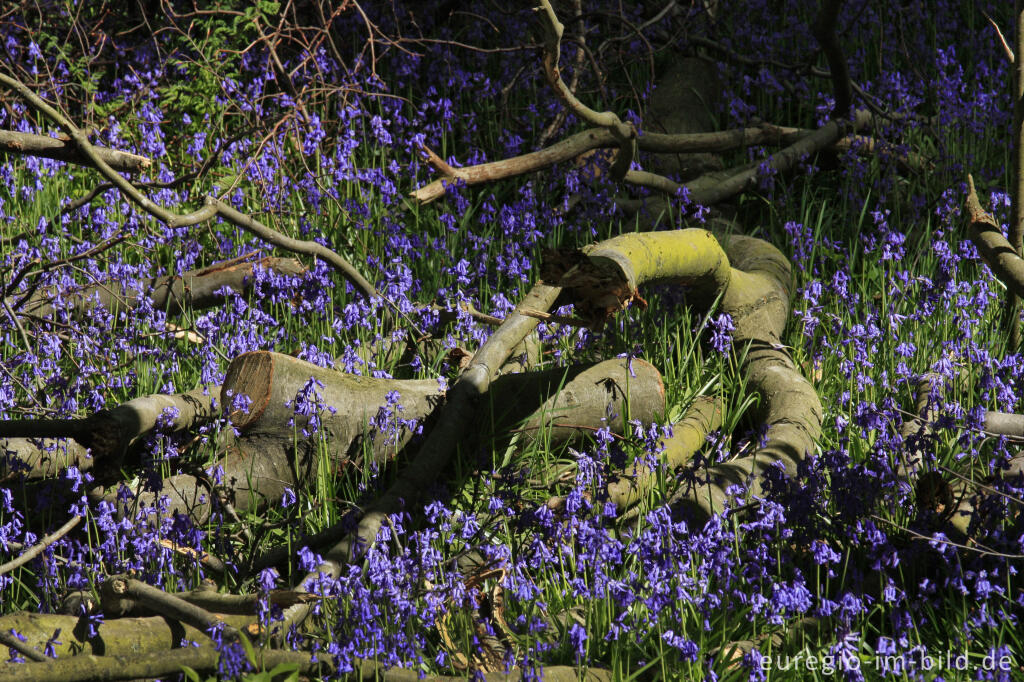 Detailansicht von Im "Wald der blauen Blumen" bei Doveren