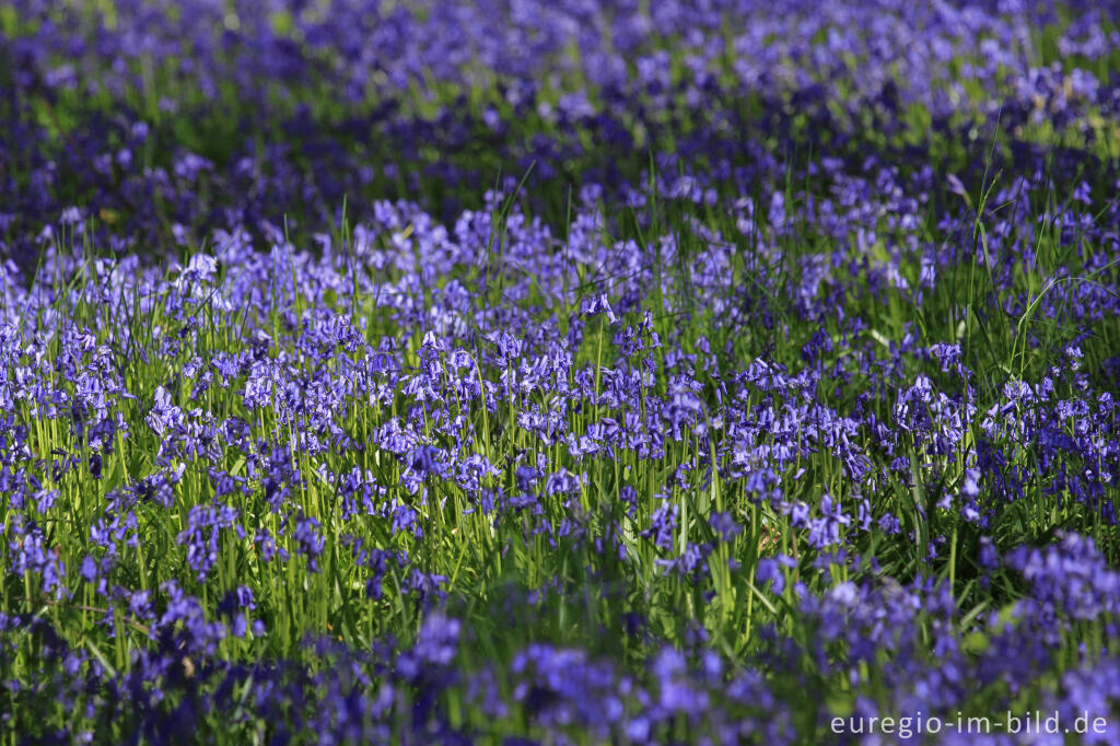 Detailansicht von Im "Wald der blauen Blumen" bei Doveren