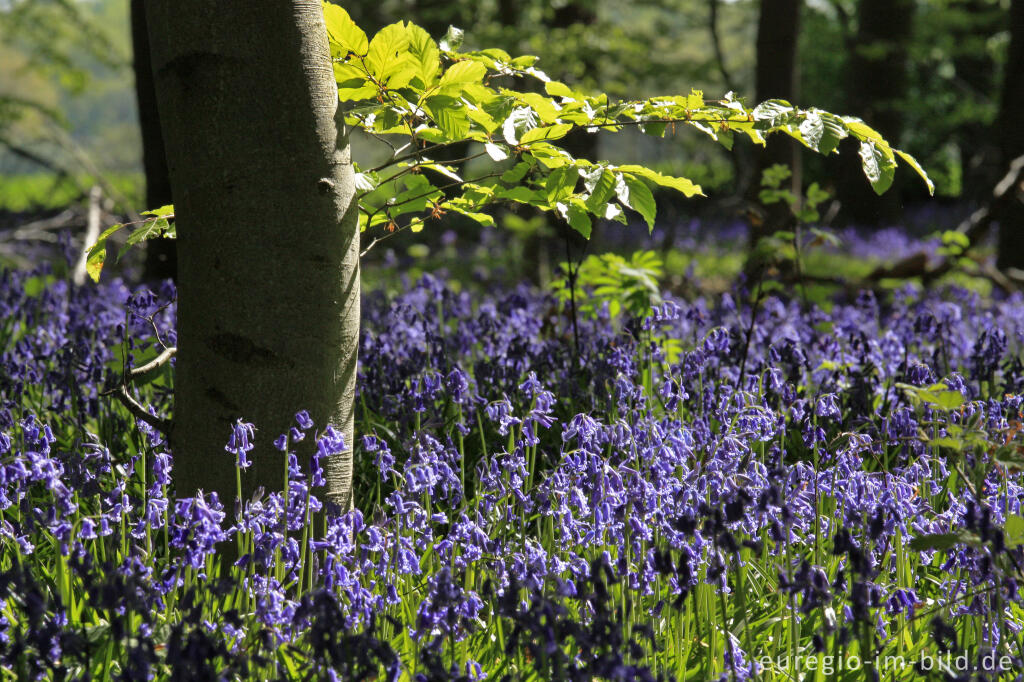 Detailansicht von Im "Wald der blauen Blumen" bei Doveren