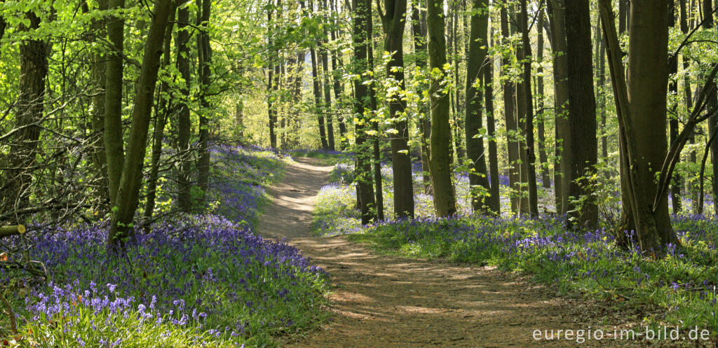 Detailansicht von Im "Wald der blauen Blumen" bei Doveren