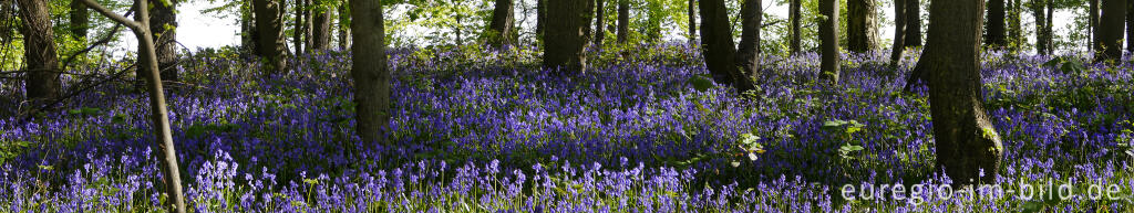 Detailansicht von Im "Wald der blauen Blumen" bei Doveren