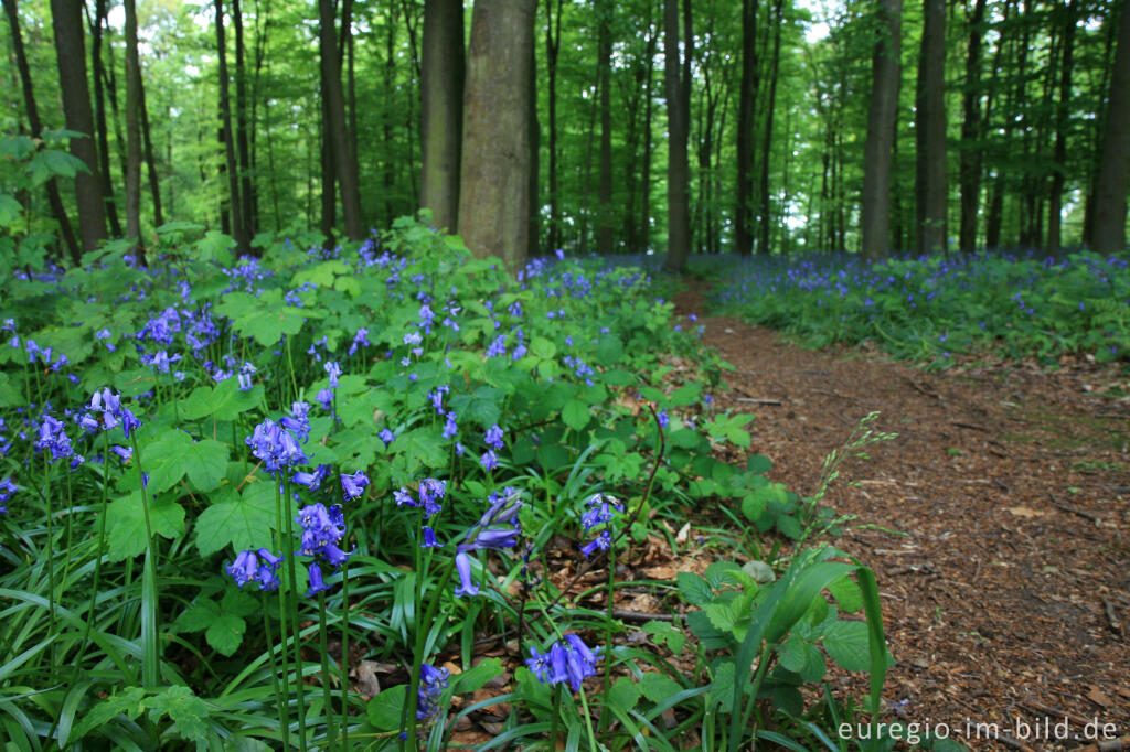 Detailansicht von Im "Wald der blauen Blumen" bei Doveren