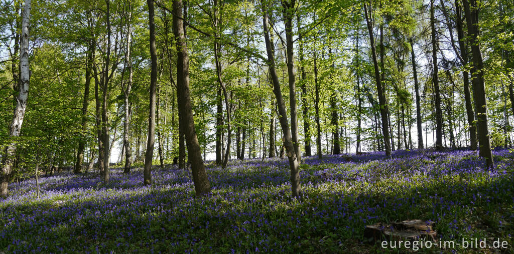 Detailansicht von Im "Wald der blauen Blumen" bei Doveren