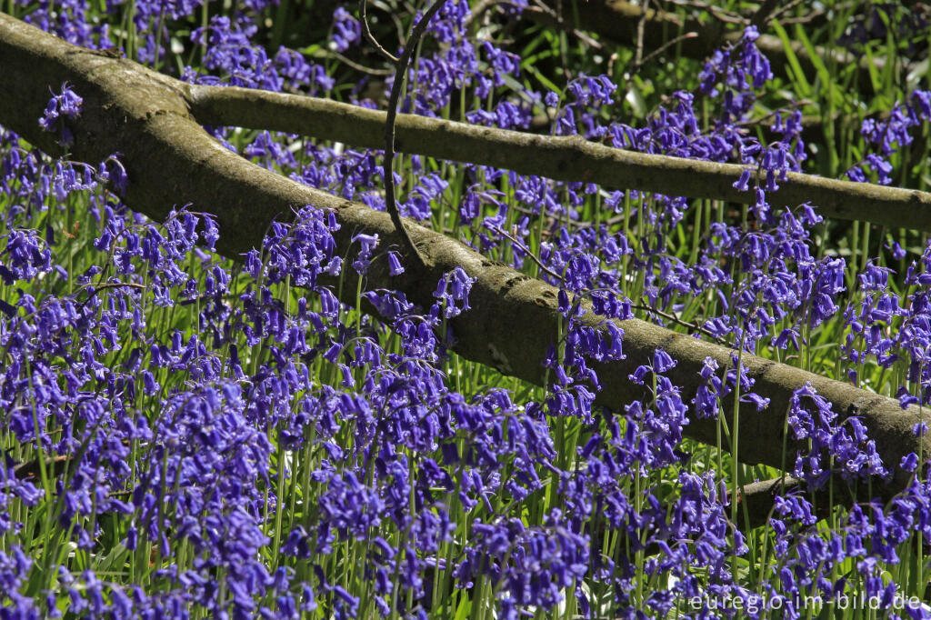 Detailansicht von Im "Wald der blauen Blumen" bei Doveren