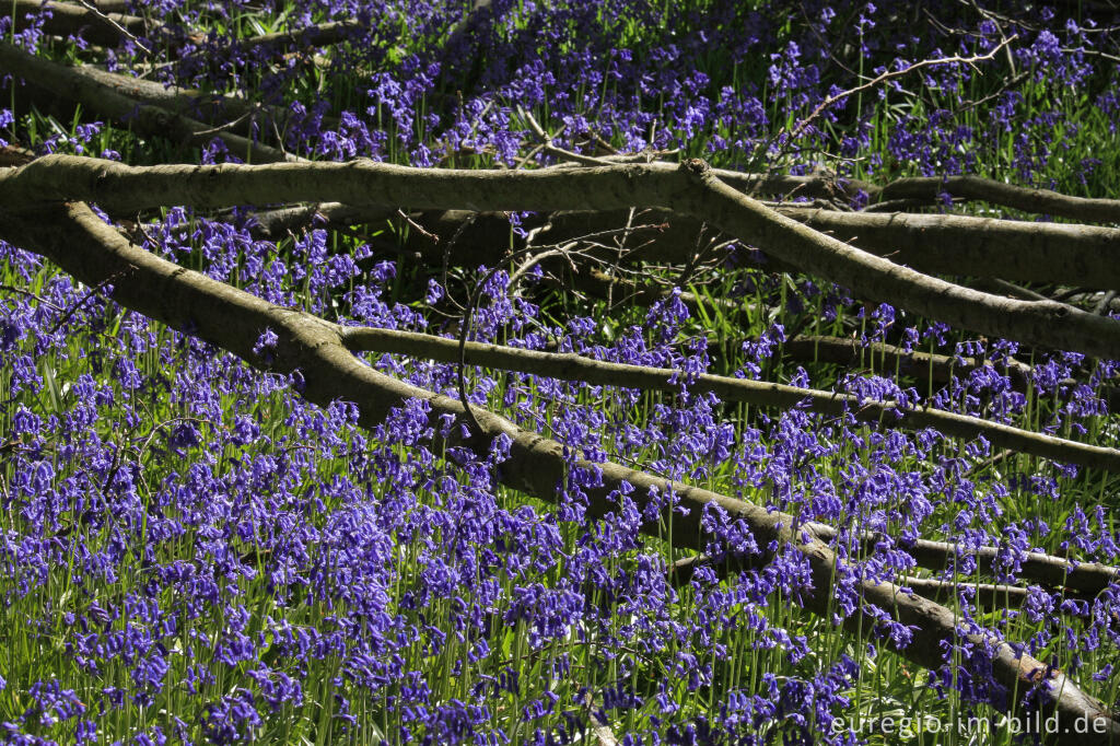 Detailansicht von Im "Wald der blauen Blumen" bei Doveren