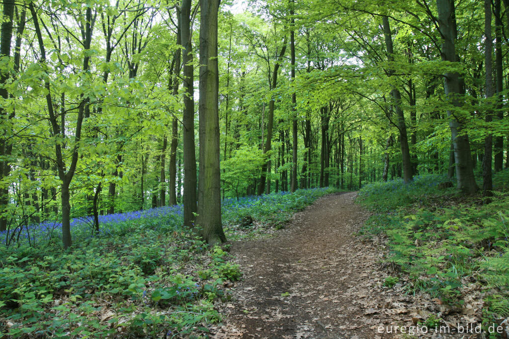 Detailansicht von Im "Wald der blauen Blumen" bei Doveren