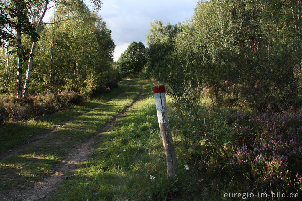 Detailansicht von Im Waldgürtel der Drover Heide